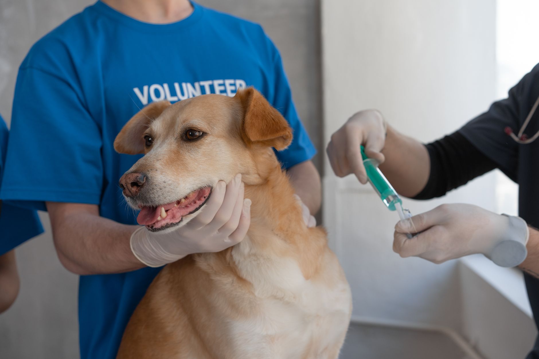 Confirmação de caso de raiva em cão acende alerta para prevenção