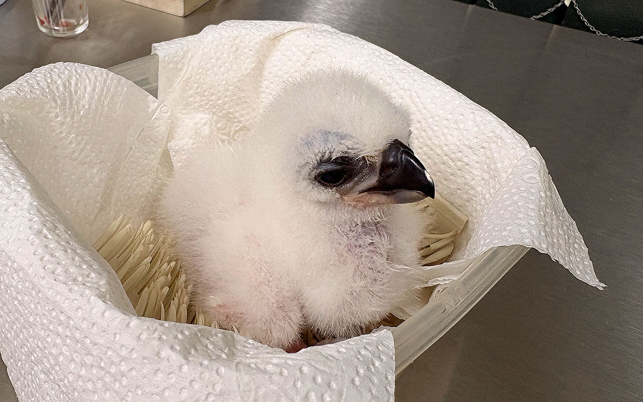 Zoológico de SP realiza parto assistido raro em filhote de harpia