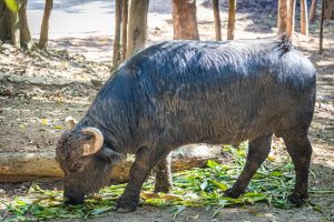 Búfalo Vanderlei estreia como pai no Simba Safari com promoção
