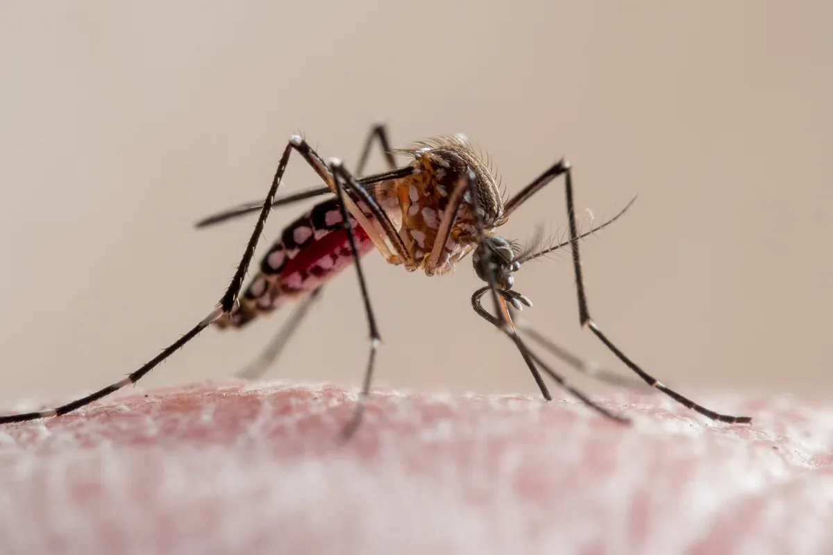 Pesquisa da FIU testou reação de três espécies de mosquito a 119 voluntários