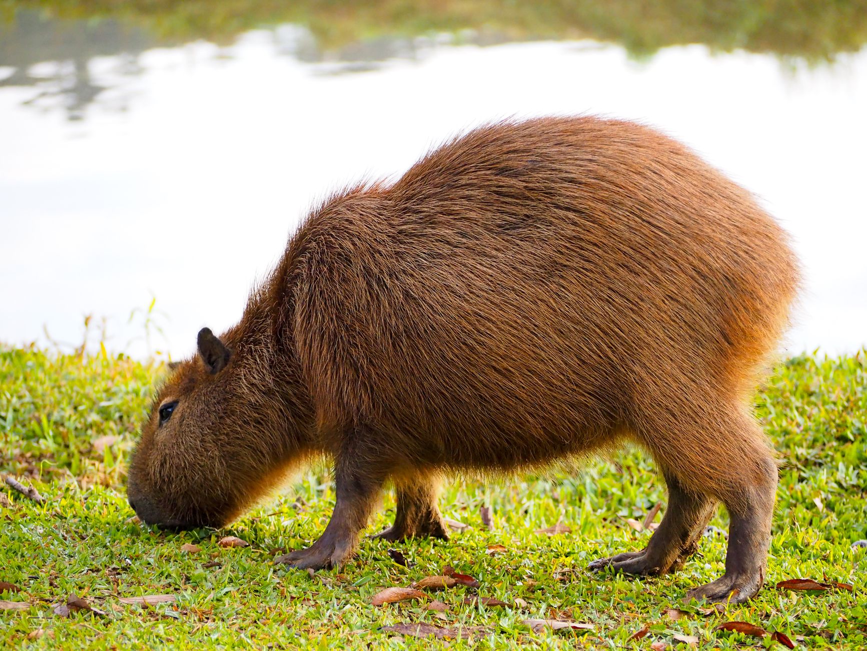 GCM resgata capivara em situação de risco na região central de Guarulhos
